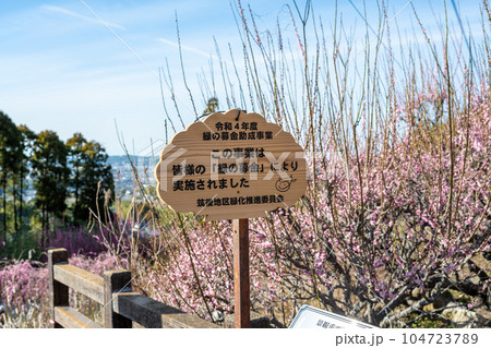 臥龍梅案内　樹齢450年以上の臥龍梅（がりゅうばい）観光名所　普光寺（ふこうじ）福岡県大牟田市 104723789