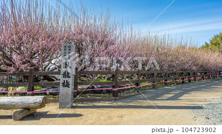 臥龍梅　　樹齢450年以上の臥龍梅（がりゅうばい）観光名所　普光寺（ふこうじ）福岡県大牟田市 104723902