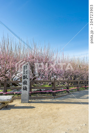 臥龍梅　　樹齢450年以上の臥龍梅（がりゅうばい）観光名所　普光寺（ふこうじ）福岡県大牟田市 104723903