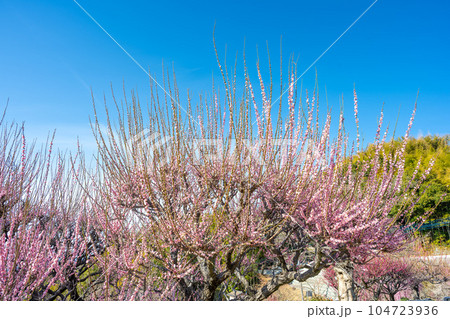 臥龍梅と青空 樹齢450年以上の臥龍梅(がりゅうばい)観光名所 普光寺(ふこうじ)福岡県大牟田市 臥龍梅と青空 樹齢450年以上の臥龍梅(がりゅうばい)観光名所 普光寺(ふこうじ)福岡県大牟田市 104723936