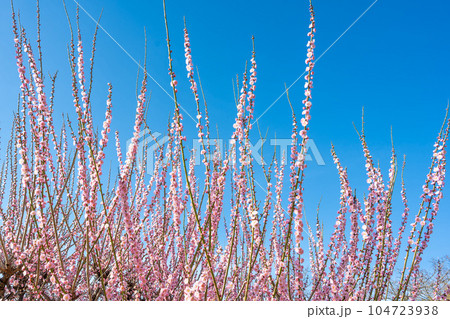 臥龍梅　　樹齢450年以上の臥龍梅（がりゅうばい）観光名所　普光寺（ふこうじ）福岡県大牟田市 104723938