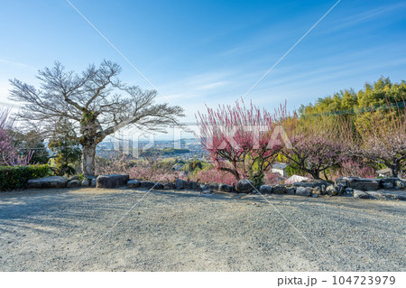 臥龍梅と境内　樹齢450年以上の臥龍梅（がりゅうばい）観光名所　普光寺（ふこうじ）福岡県大牟田市 104723979