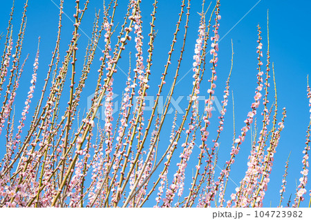 臥龍梅 樹齢450年以上の臥龍梅(がりゅうばい)観光名所 普光寺(ふこうじ)福岡県大牟田市 臥龍梅 樹齢450年以上の臥龍梅(がりゅうばい)観光名所 普光寺(ふこうじ)福岡県大牟田市 104723982