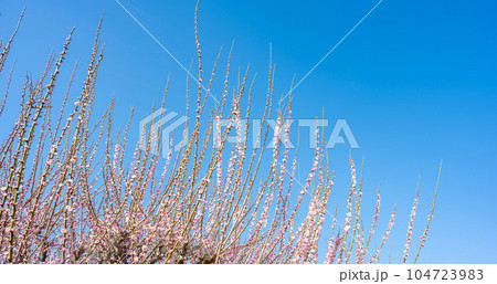 臥龍梅と青空 樹齢450年以上の臥龍梅(がりゅうばい)観光名所 普光寺(ふこうじ)福岡県大牟田市 臥龍梅と青空 樹齢450年以上の臥龍梅(がりゅうばい)観光名所 普光寺(ふこうじ)福岡県大牟田市 104723983