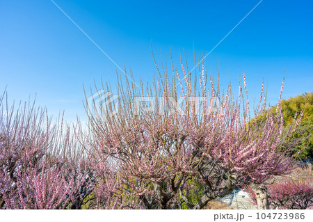 青空と臥龍梅 樹齢450年以上の臥龍梅(がりゅうばい)観光名所 普光寺(ふこうじ)福岡県大牟田市 青空と臥龍梅 樹齢450年以上の臥龍梅(がりゅうばい)観光名所 普光寺(ふこうじ)福岡県大牟田市 104723986