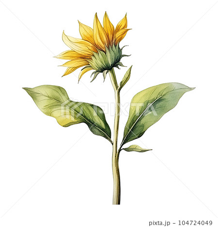 Sunflower watercolor isolated. Illustration AI Generative 104724049