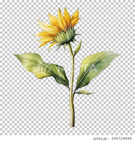 Sunflower watercolor isolated. Illustration AI Generative 104724049
