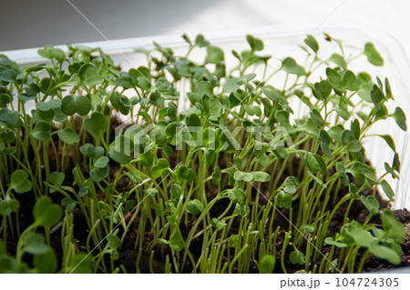 Arugula microgreens close up view, healthcare concept Arugula microgreens close up view, healthcare concept 104724305