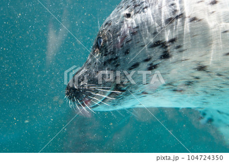 鳥羽水族館 ゴマフアザラシ 鳥羽水族館 ゴマフアザラシ 104724350