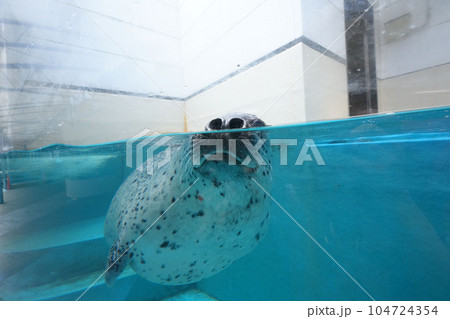 鳥羽水族館 ゴマフアザラシ 鳥羽水族館 ゴマフアザラシ 104724354