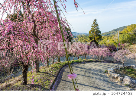 枝垂れ梅と境内 樹齢450年以上の臥龍梅(がりゅうばい)観光名所 普光寺(ふこうじ)福岡県大牟田市 枝垂れ梅と境内 樹齢450年以上の臥龍梅(がりゅうばい)観光名所 普光寺(ふこうじ)福岡県大牟田市 104724458