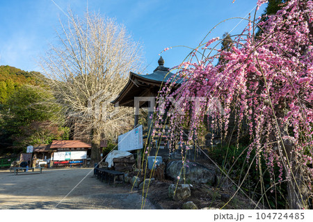 枝垂れ梅と境内　樹齢450年以上の臥龍梅（がりゅうばい）観光名所　普光寺（ふこうじ）福岡県大牟田市 104724485