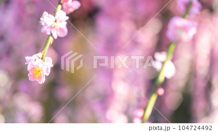 枝垂れ梅アップ 樹齢450年以上の臥龍梅(がりゅうばい)観光名所 普光寺(ふこうじ)福岡県大牟田市 枝垂れ梅アップ 樹齢450年以上の臥龍梅(がりゅうばい)観光名所 普光寺(ふこうじ)福岡県大牟田市 104724492