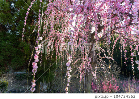 枝垂れ梅 樹齢450年以上の臥龍梅(がりゅうばい)観光名所 普光寺(ふこうじ)福岡県大牟田市 枝垂れ梅 樹齢450年以上の臥龍梅(がりゅうばい)観光名所 普光寺(ふこうじ)福岡県大牟田市 104724562