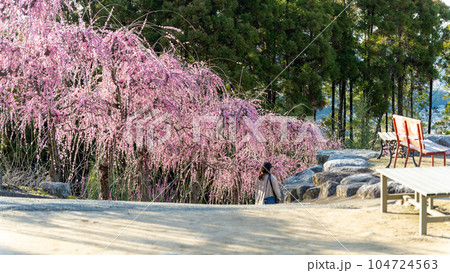 枝垂れ梅と境内 樹齢450年以上の臥龍梅(がりゅうばい)観光名所 普光寺(ふこうじ)福岡県大牟田市 枝垂れ梅と境内 樹齢450年以上の臥龍梅(がりゅうばい)観光名所 普光寺(ふこうじ)福岡県大牟田市 104724563