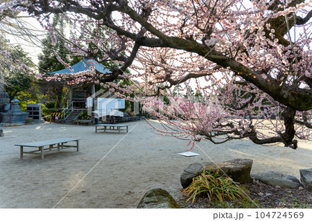 紅梅と境内風景　樹齢450年以上の臥龍梅（がりゅうばい）観光名所　普光寺（ふこうじ）福岡県大牟田市 104724569