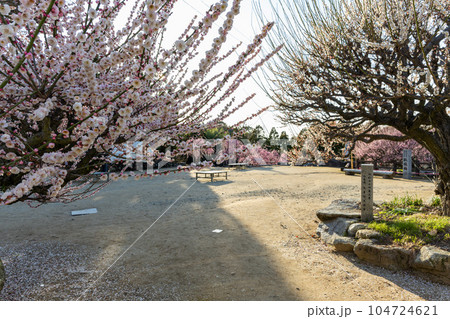 白梅と境内風景 樹齢450年以上の臥龍梅(がりゅうばい)観光名所 普光寺(ふこうじ)福岡県大牟田市 白梅と境内風景 樹齢450年以上の臥龍梅(がりゅうばい)観光名所 普光寺(ふこうじ)福岡県大牟田市 104724621