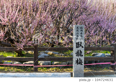臥龍梅 樹齢450年以上の臥龍梅(がりゅうばい)観光名所 普光寺(ふこうじ)福岡県大牟田市 臥龍梅 樹齢450年以上の臥龍梅(がりゅうばい)観光名所 普光寺(ふこうじ)福岡県大牟田市 104724631