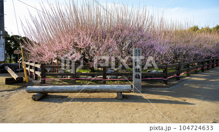 臥龍梅　樹齢450年以上の臥龍梅（がりゅうばい）観光名所　普光寺（ふこうじ）福岡県大牟田市 104724633