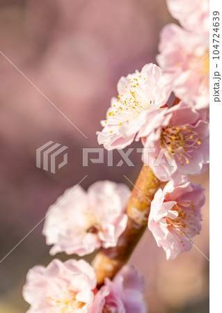 臥龍梅　樹齢450年以上の臥龍梅（がりゅうばい）観光名所　普光寺（ふこうじ）福岡県大牟田市 104724639