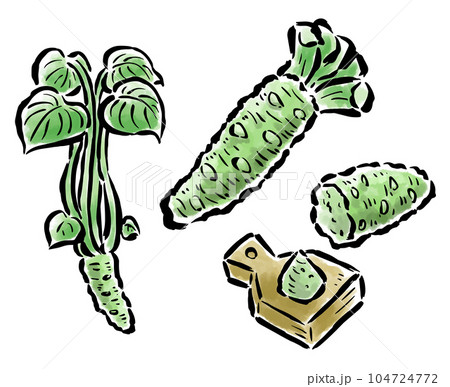 わさび 葉のついたもの・すりおろし 筆タッチイラスト わさび 葉のついたもの・すりおろし 筆タッチイラスト 104724772