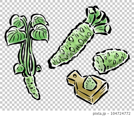 わさび 葉のついたもの・すりおろし 筆タッチイラスト わさび 葉のついたもの・すりおろし 筆タッチイラスト 104724772