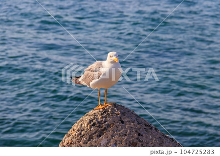 Portrait of the seagull against the Black sea 104725283