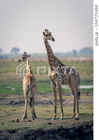 Baby giraffe stands with mother on riverbank 104725866