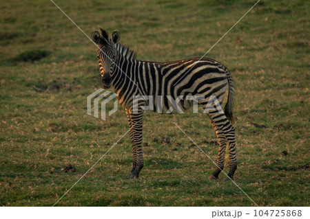 Baby plains zebra stands turning towards camera 104725868