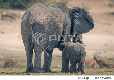 Baby suckles from African elephant on floodplain 104725869