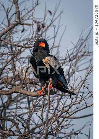 Bateleur looks down from tree tilting head 104725870