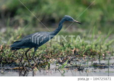 Black heron leans forward in grassy shallows 104725871