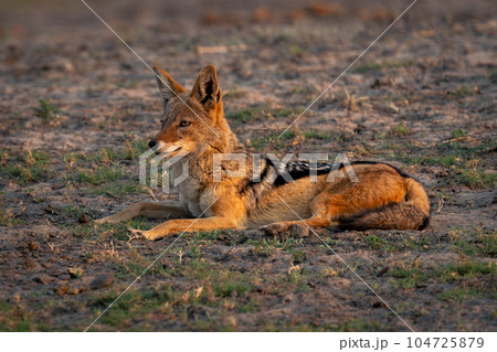 Black-backed jackal lies on grass with catchlight Black-backed jackal lies on grass with catchlight 104725879