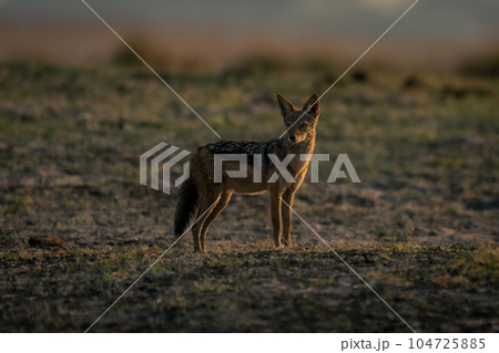 Black-backed jackal stands sidelit with head turned 104725885