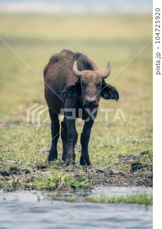 Cape buffalo calf stands on grass riverbank Cape buffalo calf stands on grass riverbank 104725920