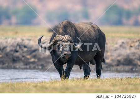 Cape buffalo standing on riverbank watches camera 104725927