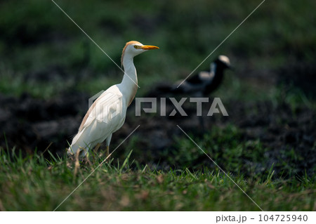 Cattle egret and blacksmith plover on riverbank 104725940