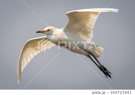 Cattle egret flies under perfect blue sky 104725941