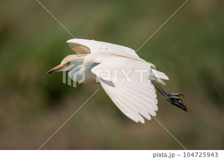 Cattle egret glides over floodplain spreading wings 104725943