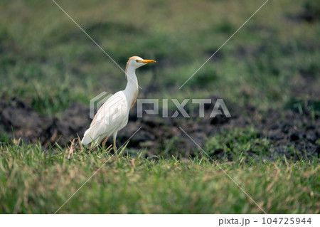Cattle egret stands in profile on riverbank 104725944