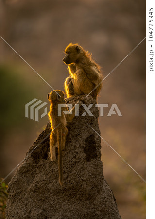 Chacma baboon and baby on termite mound 104725945