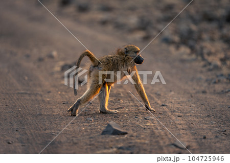 Chacma baboon crosses sandy road in sunshine 104725946