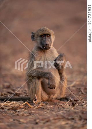 Chacma baboon sits eating on sandy ground 104725951