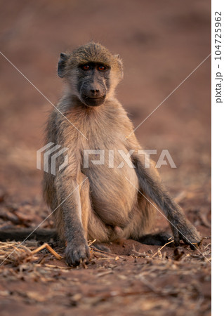 Chacma baboon sits on sand watching camera 104725962