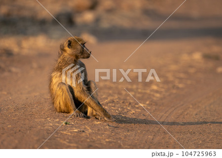 Chacma baboon sits on track casting shadow 104725963