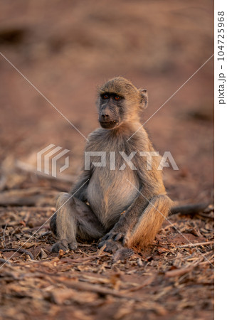 Chacma baboon sits staring on sandy ground 104725968