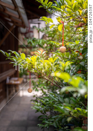 京都錦小路の初夏、にぎやかな繁華街にある静かな錦天満宮、お守り絵馬「大願梅」に梅雨晴れの日差し 104726397