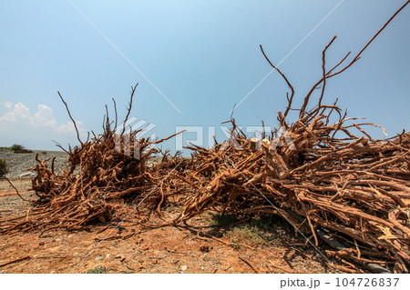 Sun shines on pile of dry tree and bushes roots near beach Sun shines on pile of dry tree and bushes roots near beach 104726837