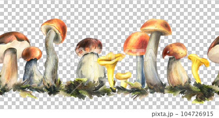 Forest edible mushrooms porchini, boletus, chanterelles with moss. Watercolor illustration, hand drawn. Seamless border on a white background. 104726915
