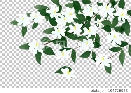 Gardenia flower card 2 Gardenia flower card 2 104726928